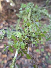 Coprosma pedicellata