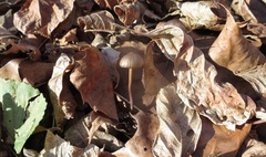 Panaeolus fraxinophilus