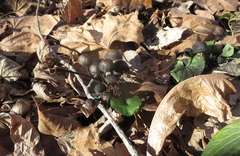 Panaeolus fraxinophilus