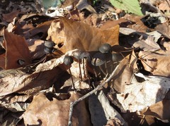 Panaeolus fraxinophilus