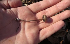 Panaeolus fraxinophilus