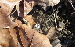 Panaeolus fraxinophilus