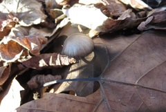 Panaeolus fraxinophilus