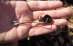 Panaeolus fraxinophilus