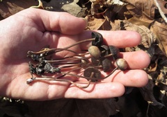 Panaeolus fraxinophilus