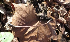 Panaeolus fraxinophilus