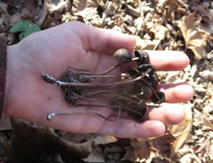 Panaeolus fraxinophilus