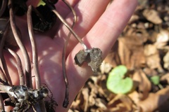 Panaeolus fraxinophilus