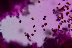 Panaeolus fraxinophilus