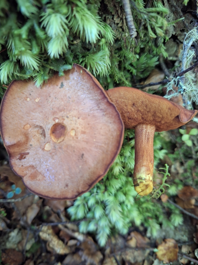 Chalciporus piperatus · March 2026 · photo: © heidimeudt (iNaturalist, cc-by)