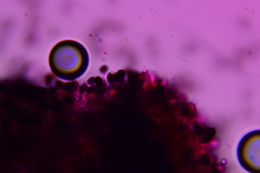 Panaeolus fraxinophilus