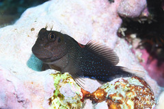 White-Dotted Blenny photo 4