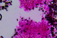 Panaeolus fraxinophilus