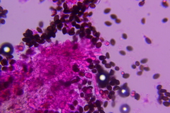 Panaeolus fraxinophilus