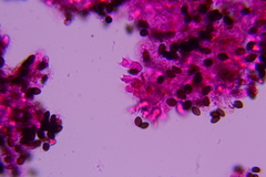 Panaeolus fraxinophilus