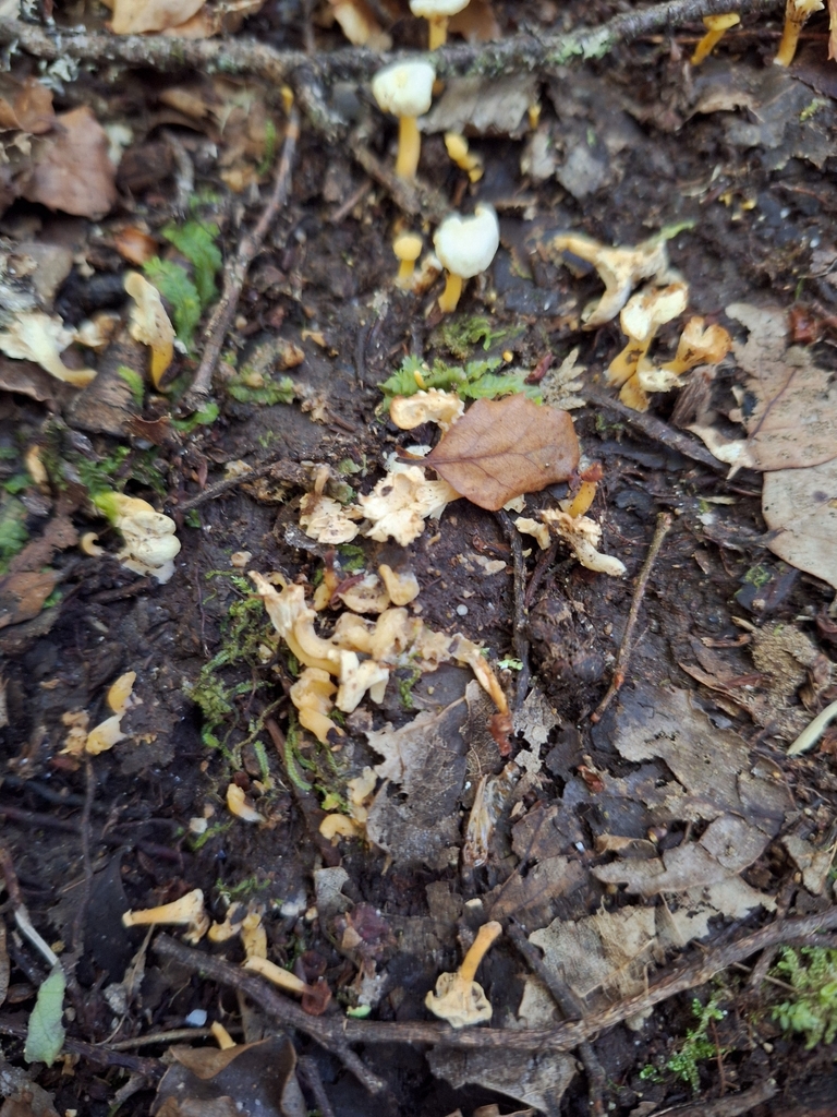 Cantharellus wellingtonensis · March 2026 · photo: © heidimeudt (iNaturalist, cc-by)
