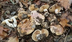 Cortinarius talus