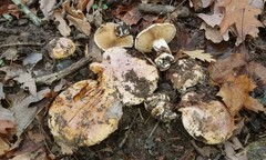 Cortinarius talus