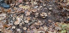 Cortinarius talus