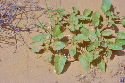 Snowball Sand Verbena (Abronia fragrans)
