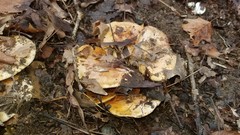 Cortinarius talus