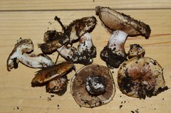 Cortinarius talus