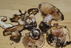 Cortinarius talus