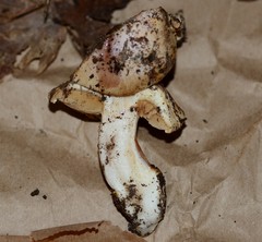 Cortinarius talus
