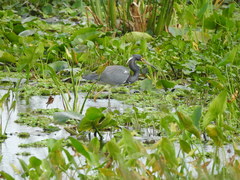 Egretta tricolor image