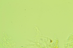 Cyclaneusma minus