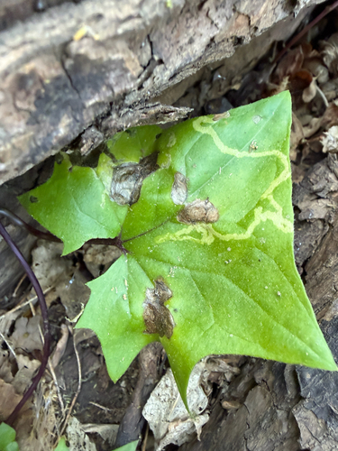 Unknown species found near Los Gatos, CA, US