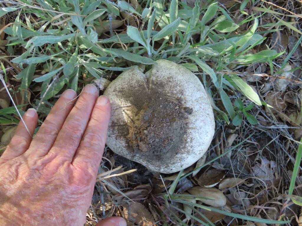 Amanita ocreata · March 2026 · photo: © swbirder (iNaturalist, cc-by)