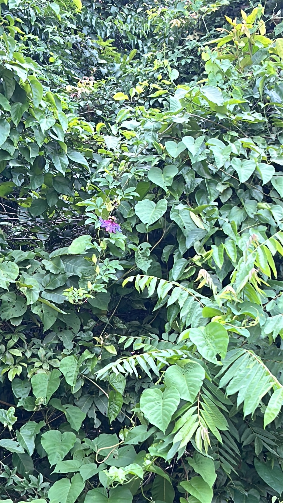 Imagem de Maracujá da caatinga