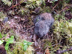 Wood Lemming photo 2