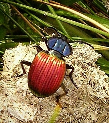 Brachygnathus fervidus