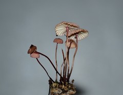 Marasmius bellipes