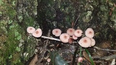 Marasmius bellipes
