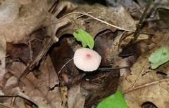 Marasmius bellipes