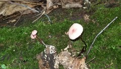 Marasmius bellipes