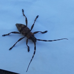 Hexatricha pulverulenta