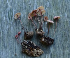 Marasmius bellipes