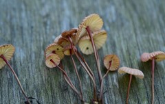 Marasmius bellipes
