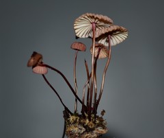 Marasmius bellipes