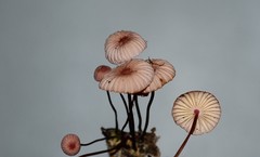 Marasmius bellipes
