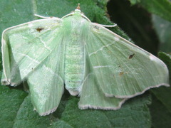 Geometra sponsaria
