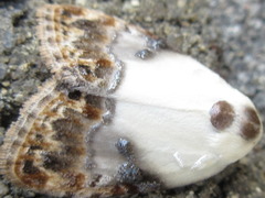 Nolathripa lactaria