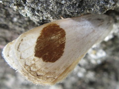 Sphragifera sigillata