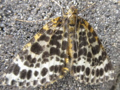 Arichanna melanaria
