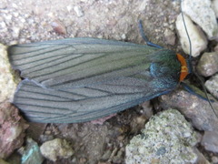 Macrobrochis staudingeri