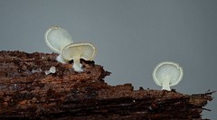 Crepidotus stipitatus